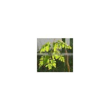 Moringa oleifera miracle tree