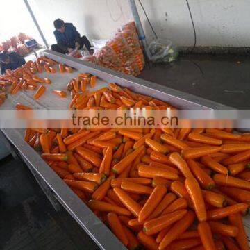 Carrot Washing Peeling Prodcution Line Processing Line photo-4