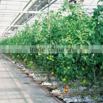 BaoLiDa Easy assembled glass greenhouse galvanized steel tube cucumber greenhouse