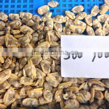 Tip-top Quality Frozen Short Necked Clam Meat photo-5