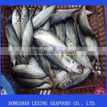 Frozen Horse Mackerel