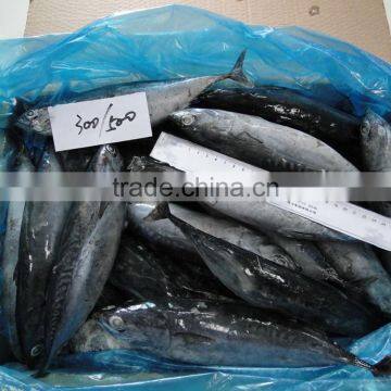 Whole Round Tuna Fish Frozen Bonito