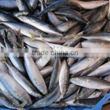 frozen mackerel FISH (8-10pcs)