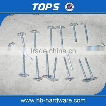 China Umbrella Nails Corrugated Nails photo-2