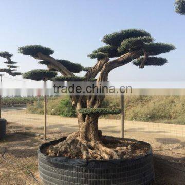 Pompon Olive Tree - Olea Europaea Pom Pon Centenary