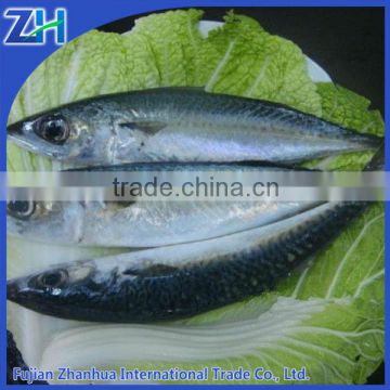 pacific chub mackerel canning quality, scomber japonicus fish whole round 300-500g