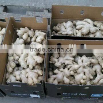 Fresh ginger HACCP/Dried ginger/ Ginger exporter