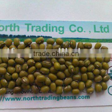 Green Mung Bean( jilin origin, 2010 crop, sprouting type, hps quality)