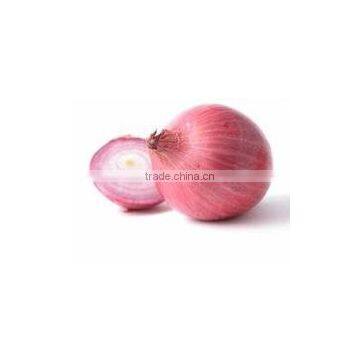 Fresh Onion Export to Dubai
