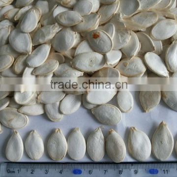 Snow white Pumpkin Seeds