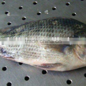 low price frozen tilapia fish gutted and scaled