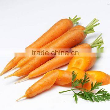 fresh carrots for sale