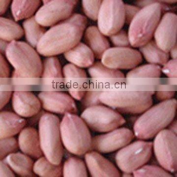 NEW CROP JAVA PEANUT FOR UKRAINE