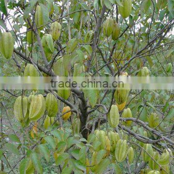 Carambola (Averrhoaceae) fresh star fruit