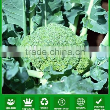 NBR01 Diyie hybrid broccoli seeds from China