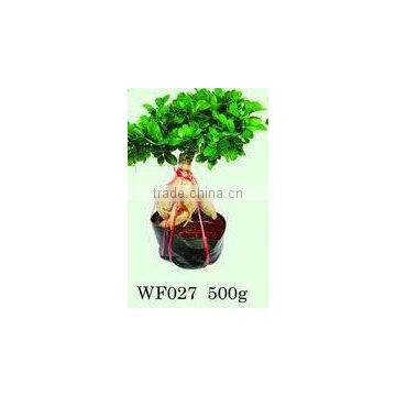 Ficus Microcarpa trees