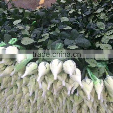 High quality Fresh cut white roses fresh cut flowers