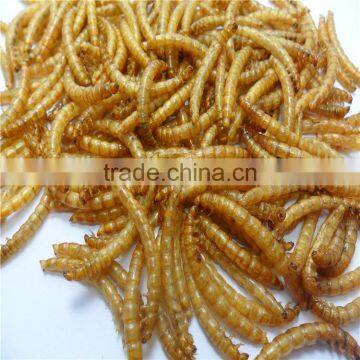 Professional Dried Mealworm for Backyard Chicken