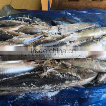 frozen mackerel fish