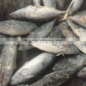 Frozen Bonito tuna 750g up for sale