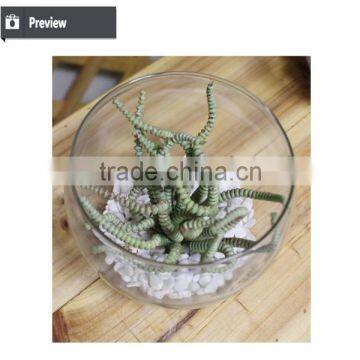 Artificial Preserved Succulents Artificial Potted Mini Succulent Plants Hot Sale Artificial Potted Plants photo-3