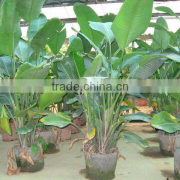 Strelitzia Nicolai Ornamental Plants photo-3