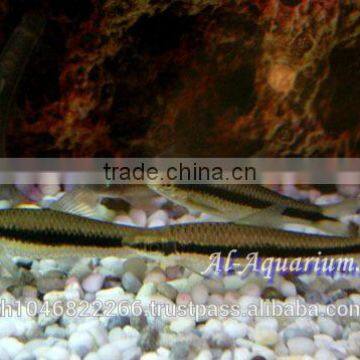 Siamese Algae Eater Fish For Sale / Aquarium Fish Thailand photo-5