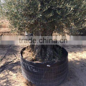 Bonsai Olive Tree Extra Large photo-2