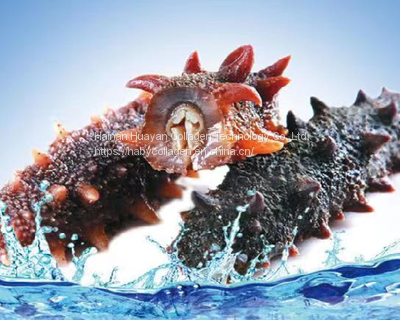 Natural Animal Extract Sea Cucumber Collagen peptide powder amazon photo-3