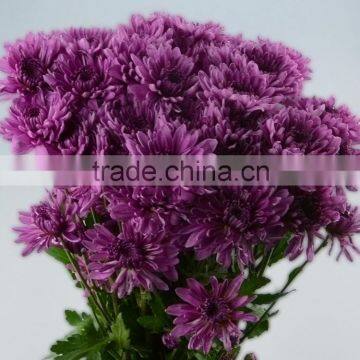 Super quality Best-Selling single chrysanthemum for arrangement