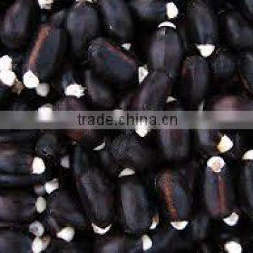 Jatropha Seeds