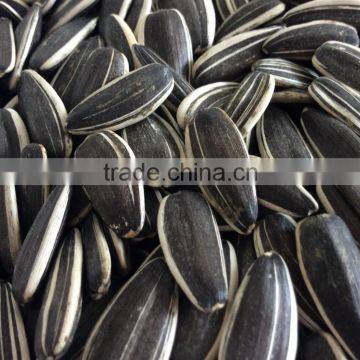 striped sunflower seed 5009 black sunflower seeds