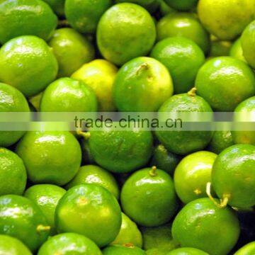 CHEAPER PRICE VIETNAM FRESH LIME