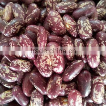 Purple speckled round beans 2013crops