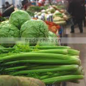 Viet Nam Fresh Green Cabbage /Cabbages good for heathy