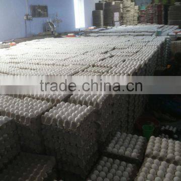 White Shell Egg Bulk Exporter photo-3