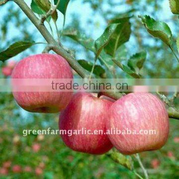 Fresh Fuji Apple of China