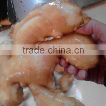 Fresh/Dried Ginger photo-2