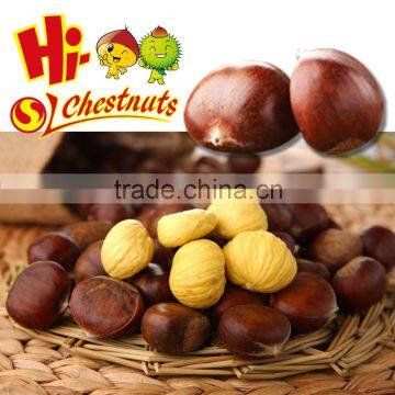 tianjin chestnut