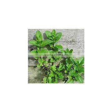 Mentha haplocalyx