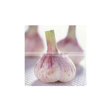 Sell For Ecuador Size 5.0cm Garlic