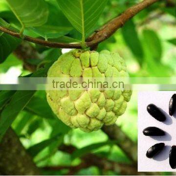 Indian Custard apple fruits tree seeds Annona squamosa Rajasthan Asia