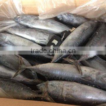 importers seafood bonito tuna