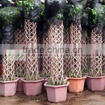 Ficus cage shape packed