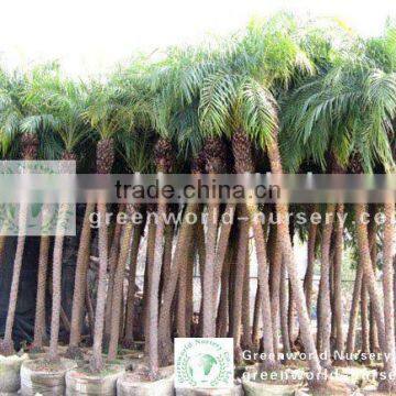 phoenix roebelenii landscaping palm