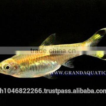 Rasbora Fish For Sale and Export photo-4