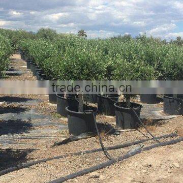 Olive Tree - Olea Europaea "Florida" photo-2