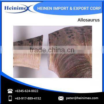 Huge Size Jurassic Park Dinosaur Allosaurus for Sale photo-2