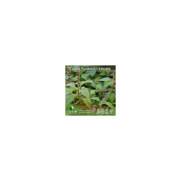 Coleus Forskohlii Root Extract 98% Forskolin