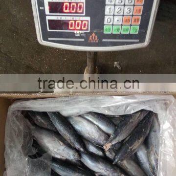 FAO 61 China Frozen Bonito Tuna Fish and Auxis Thazard